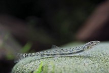 Боция конеголова Acanthopsis choirorhynchus, 5-6 см
