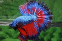 Півник супердельта дамбо самець Super delta elephant ear betta, 5-6 см
