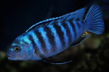 Псевдотрофеус зебра блакитна Maylandia zebra var. blue, 3-4 см