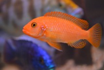 Псевдотрофеус зебра червона Pseudotropheus sp. red, 3-4 см