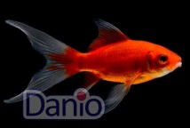 Комета червона вуалєва 17-19 см (розпродаж)