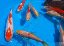 Комета червоно-біла вуалева 10-13 см (розпродаж)