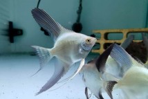 Скалярія перлина Болгарії Pterophyllum scalare var, 3-4 см