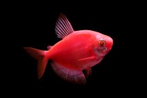 Тернеція червона GloFish Gymnocorymbus ternetzi GLOFISH, 4-5 см