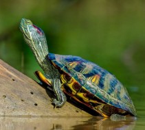 Черепаха червоновуха Trachemys scripta elegans
