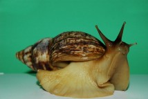 Равлик Ахатіна Achatina fulica, 5-10 см