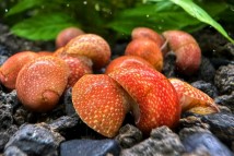 Равлик неритину гарбуз Neritina red pumpkin, 0,5-1 см