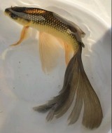 Комета чорно-золота вуалева 17-19 см (розпродаж)