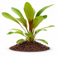 Ехінодорус Рубін 10-15см (Echinodorus Rubin)