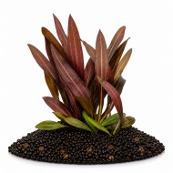 Эхинодорус Рубин 15-25см (Echinodorus red rubin)