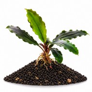 Буцефаландра Bucephalandra зелена, ціна за кущ 5-6 листочків