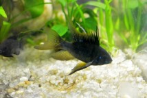 Апістограма блек Microgeophagus ramirezi var. Black, 2-3 см