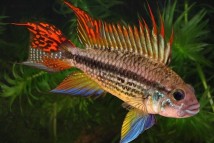 Апистограмма какаду Apistogramma cacatuoides, 4-5 см