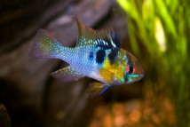 Апістограма рамірезі Microgeophagus ramirezi, 4-5 см