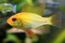 Апістограма рамірезі голд Microgeophagus ramirezi gold, 2-3 см