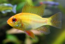 Апістограма рамірезі голд неон Microgeophagus ramirezi gold, 2-3 см