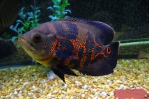 Астронотус тигровий Astronotus ocellatus, 8-9 см