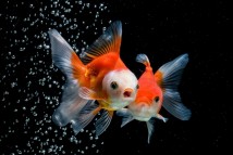 Вуалехвіст асорті Carassius auratus, 12-13 см