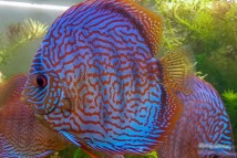 Дискус ассорти Discus, 6-7 см