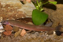 Акантофтальмус чорний Pangio kuhlii black, 6-7 см