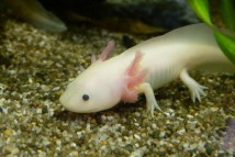 Аксолотль альбинос Axolotl albino, 10-11 см