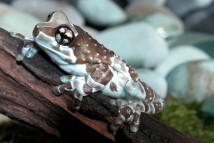 Лягушка квакша арлекин Trachycephalus resinifictrix, 4-5 см