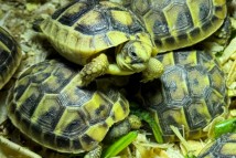 Окаймлённая сухопутная черепаха Testudo marginata, 4-5 см