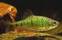 Барбус шуберта зелений Barbus schuberti, 4-5 см