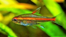 Еритрозонус золотий Hemigrammus erythrozonus, 2-3 см