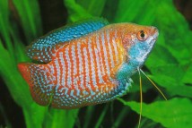 Ляліус Colisa lalia, 4-5 см
