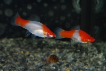 Міченосець санта клаус Xiphophorus helleri, 3-4 см