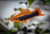 Кубинська риба-меч Xiphophorus helleri, 2-3 см