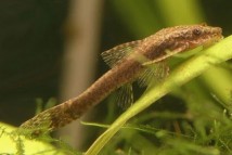 Отоцинклюс негрос Otocinclus negros, 3-4 см
