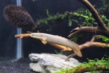 Polypterus senegalus Polypterus senegalus, 6-7 див