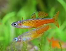 Псевдомугіл паський ред неон Pseudomugil paskai red neon, 1-2 см