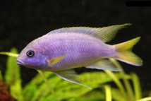 Псевдотрофеус блакитний Акі Pseudotropheus acei, 4-5 см