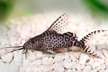Synodontis eupterus Synodontis eupterus, 2-3 див