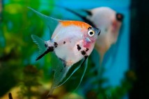 Скалярія КОІ Pterophyllum scal. koi, 10-11 см