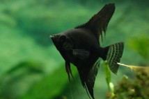 Скалярія чорна Pterophyllum scal. black, 5-6 см