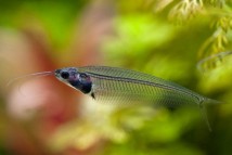 Сом скляний Kryptopterus vitreolus, 6-7 см
