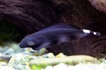 ИМ Danio Черный нож Apteronotus albifrons, 5-6 см