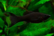 ИМ Danio Моллинезия черная лирохвостая Lyretail Molly, 3-4 см
