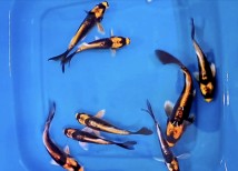 ИМ Danio Кабуто баттерфляй Cyprinus carpio koi, 3-4 см