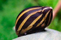 Улитка неритина зебра Neritina natalensis zebra, 1-2 см