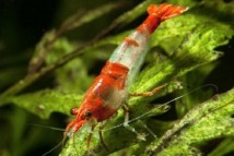 Креветка рили красная Neocaridina heteropoda var. Rili 1-2 см