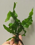 Папороть тайська хвиляста (Microsorum pteropus undulata) 5-7 листків