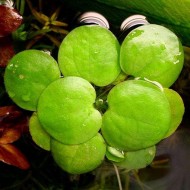 Лимнобиум побегоносный Limnobium laevigatum (S-мелкие) 5-7 листьев (цена за 5 шт)