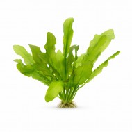 Эхинодорус Марти - Echinodorus martii (major)