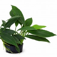Аглаонема - Aglaonema species