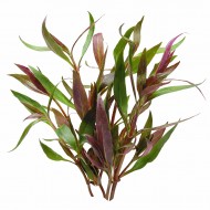 Альтернантера Рейнека - Alternanthera reineckii